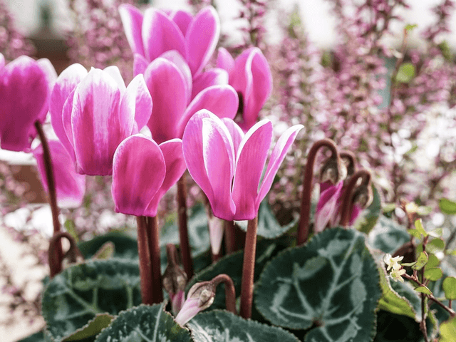 Cyclamen hederifolium 