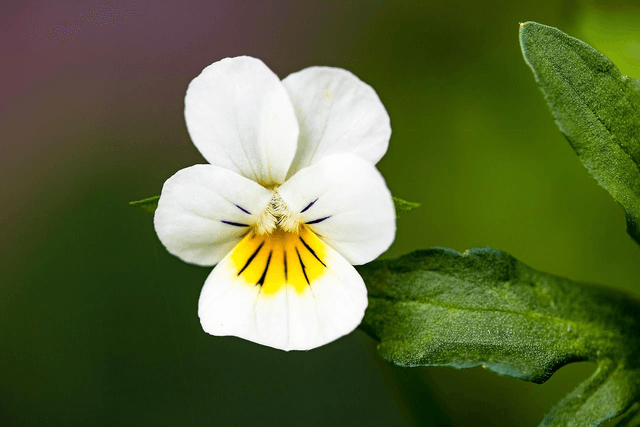 Viola odorata 