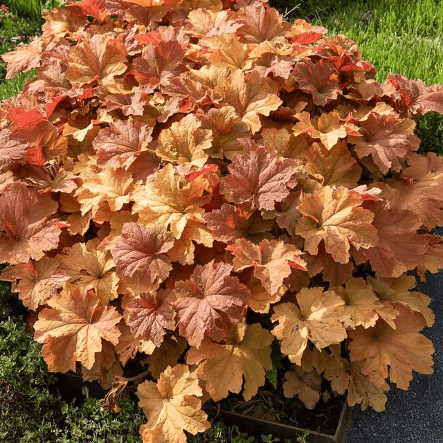 Heuchera ‘Caramel’