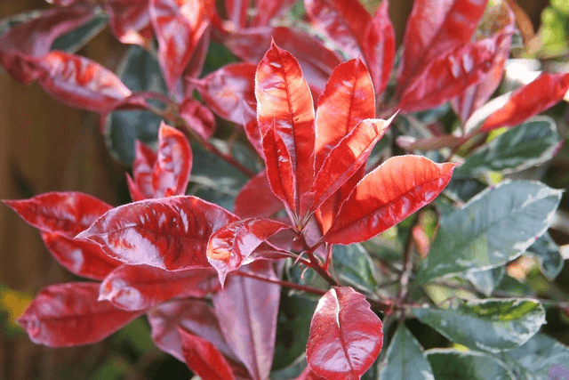 Photinia fraseri &#039;Red robin&#039;