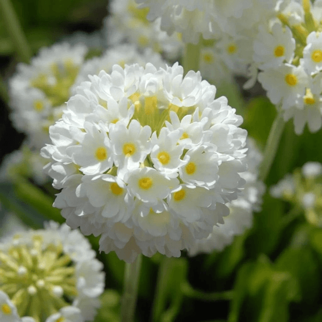 Primula