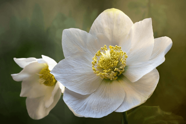 Helleborus orientalis &#039;Double whitte spotted&#039;