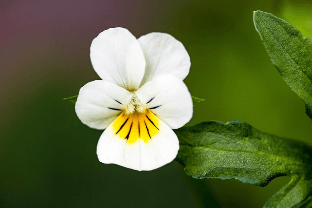 Viola odorata 